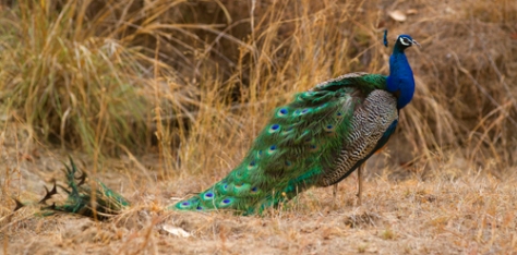 peacock 1
