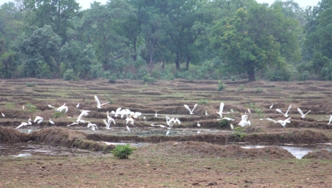 Egrets on the farm land!!